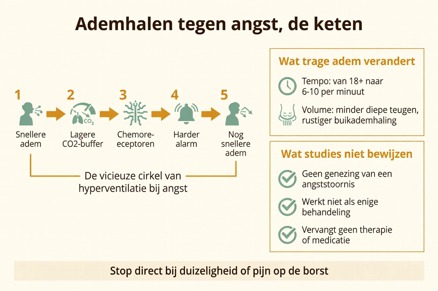 Keten van ademhalen tegen angst: snellere adem, lagere CO2-buffer, chemoreceptoren, harder alarm, en wat trage adem niet geneest