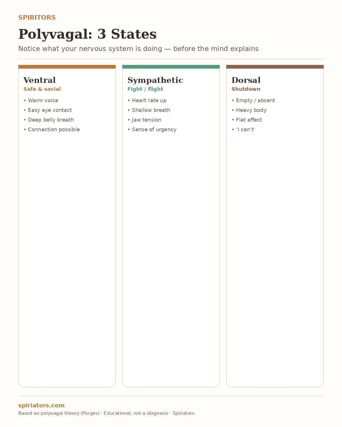 Infographic: polyvagal theory — ventral, sympathetic and dorsal at a glance